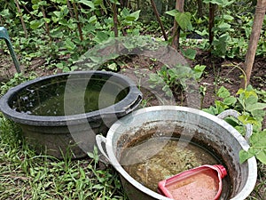 Bucket of water make mosquito lavae photo