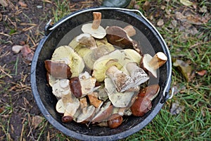 A bucket of white mushrooms, recruited in the autumn forest.