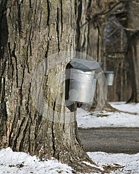 Buckets catching maple sap for syrup