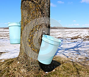 Buckets collecting sap hanging from trunk of Maple tree