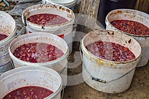 Buckets with plum ferment for the production of Rakija or Slivovitz plum brandy