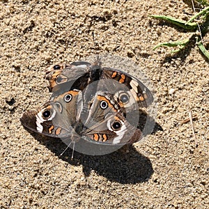 Buckeye Butterflies Mating