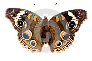 Buckeye Butterfly