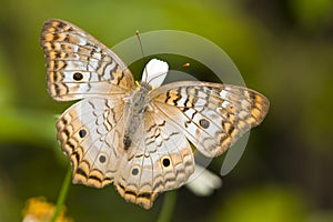 Buckeye butterfly photo