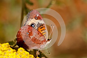Buckeye Butterfly photo