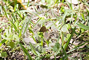 Buckeye Butterfly