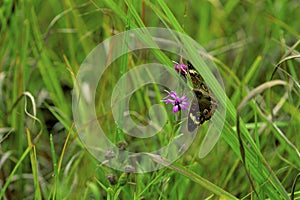 Buckeye Butterfly  23634