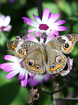 Buckeye butterfly photo