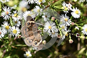 Buckeye Butterfly