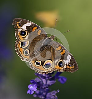 Buckeye Butterfly