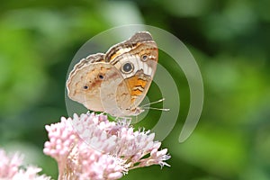 Buckeye Butterfly