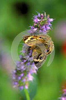 Buckeye Butterfly  52012