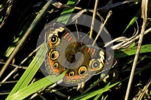 Buckeye Butterfly  52489