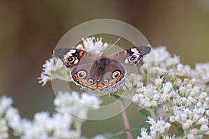 Buckeye Butterfly on Boneset blossoms