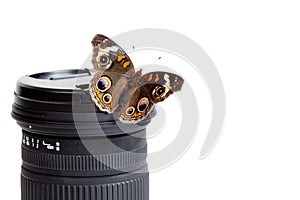 Buckeye Butterfly on a camera lens photo