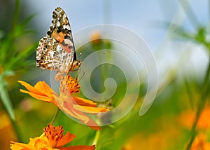 Buckeye Butterfly in a colorful field of flowers.