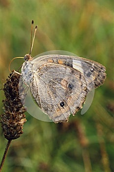 Buckeye butterfly with dew