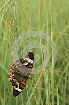 Buckeye Butterfly on Grass and Dew