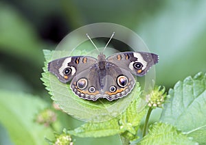 Buckeye Butterfly on a green plant