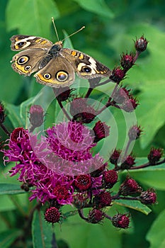 Buckeye Butterfly on Ironweed Flower photo