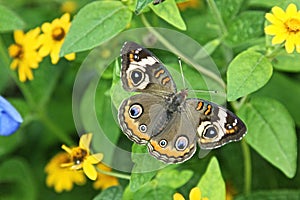 Buckeye butterfly or Junonia coenia