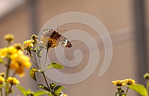 Buckeye butterfly, Junonia coenia