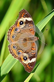 Buckeye Butterfly (Junonia coenia) photo
