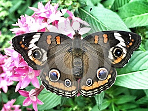 Buckeye Butterfly on a Pentas Plant photo