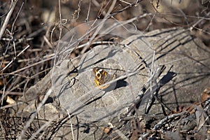 Buckeye Butterfly on a Rock