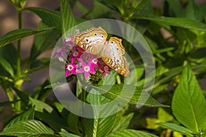 Buckeye butterfly sitting on pink Pentas flowers