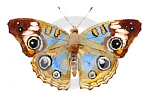 Buckeye Butterfly Watercolor Hand Drawn photo
