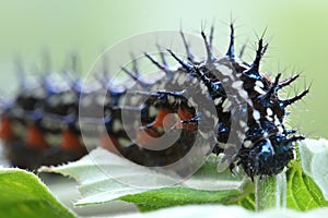 Buckeye Caterpillar photo