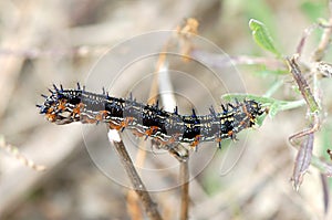 Buckeye Caterpillar