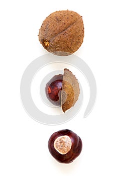 Buckeye Chestnut. Fresh conkers isolated on white background with copy space