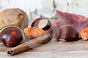 Buckeye Chestnuts,  fresh conkers in shell, leave and cinnamon stick on wood