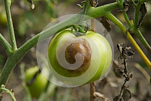 Buckeye Rot Of Tomato Plants