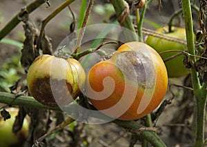 Buckeye Rot Of Tomato Plants