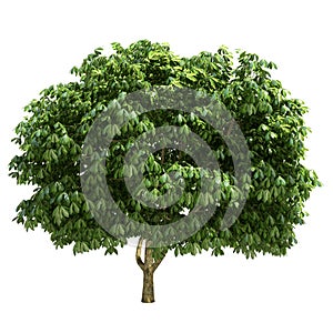 Buckeye Tree Isolated