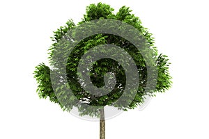 Buckeye tree isolated on white background