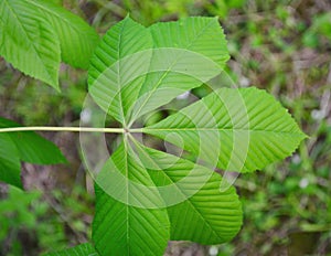 Buckeye tree leaf closeup photo