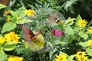 Buckeye and Viceroy butterflies