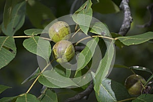 Buckeyes on the tree