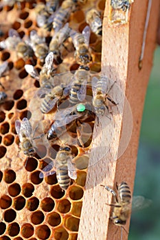 Buckfast queen bee marked with green dot in bee hive