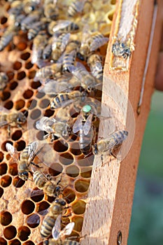 Buckfast queen bee marked with green dot in bee hive