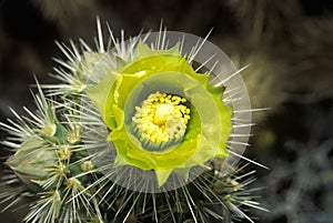 Buckhorn Cholla Cactus, Anza Borrego Desert, CA photo