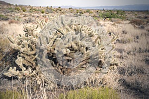 Buckhorn Cholla Cactus photo