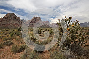 Buckhorn Cholla Cactus, Nevada photo