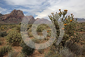 Buckhorn Cholla Cactus, Nevada photo