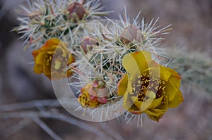 Buckhorn cholla cylindropuntia acanthocarpa blooms and thorns