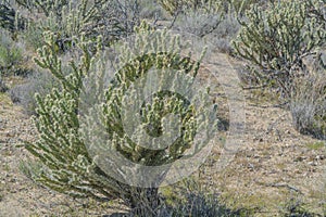 Buckhorn Cholla Cylindropuntia Acanthocarpa in the Sonoran Desert, Mohave County, Arizona USA